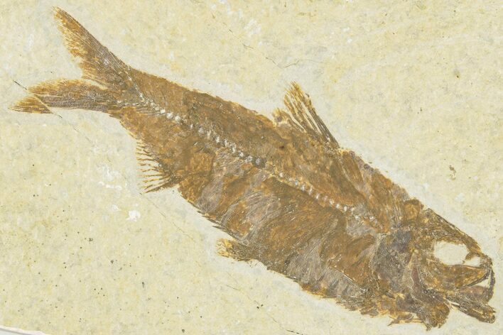 Detailed Fossil Fish (Knightia) - Wyoming #322569